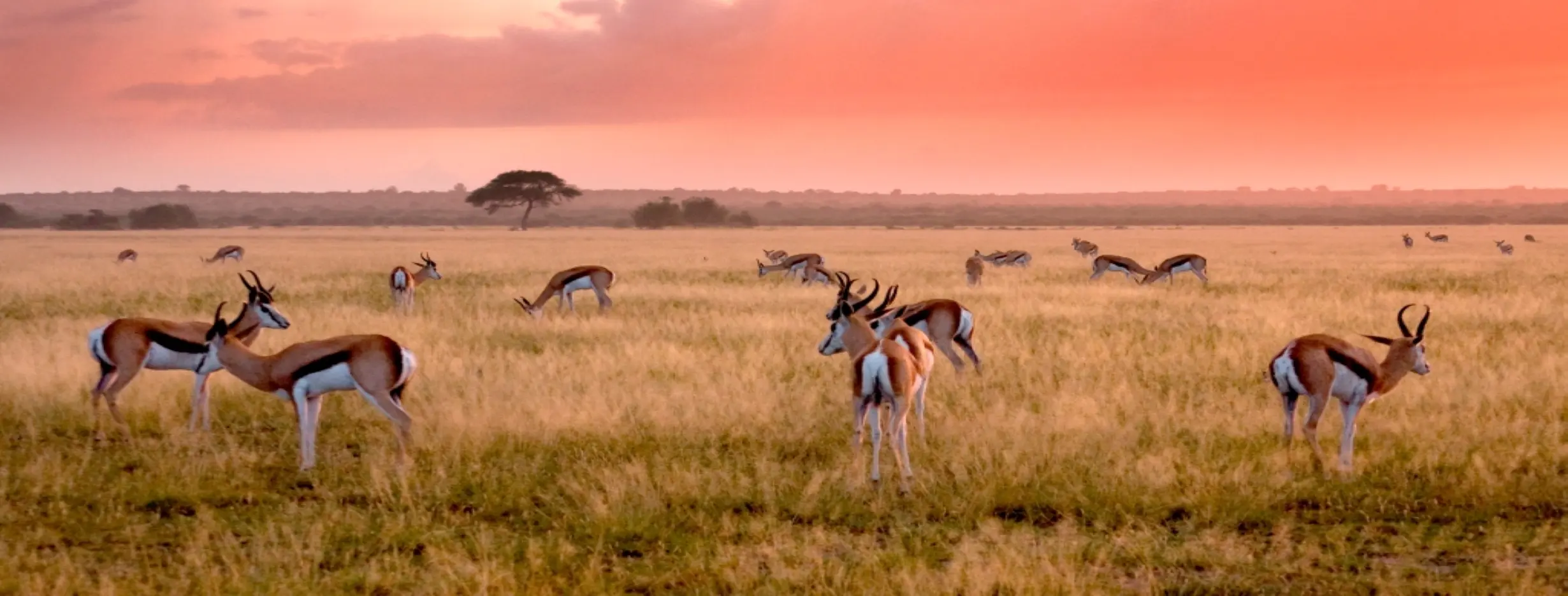 Image for Central Kalahari Game Reserve